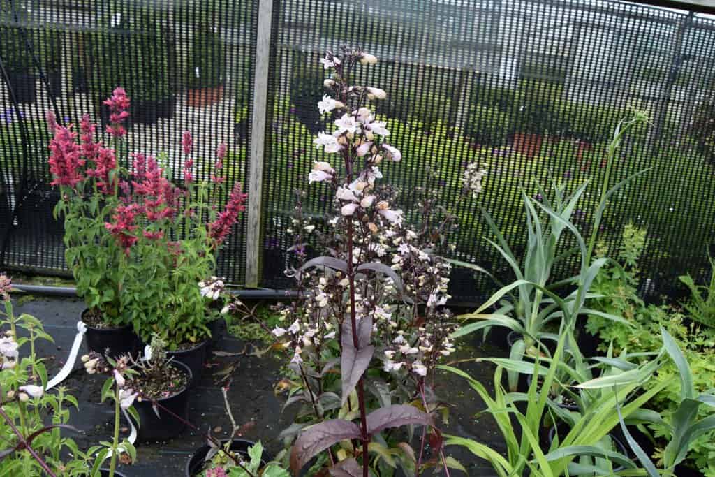 Penstemon digitalis 'Husker Red' ---